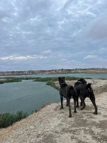 xarkov toyuq yumurtası: Kane-Korso, 2 il, Erkek, Peyvəndli, Ünvandan götürmə — 13