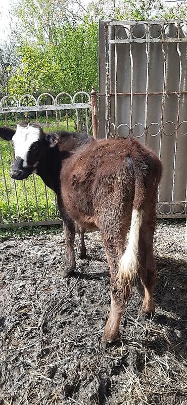 Satılır: maldarlıq üçün buzov - Cins: qarışıq yerli südlük-ətlik