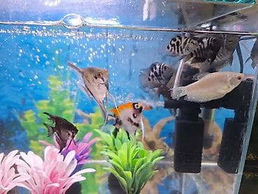 tap az qusar heyvanlar: 2 Akvarium Baliqlar hamsi birlikde 100 Manata satilir 051 920 19 91 — 3