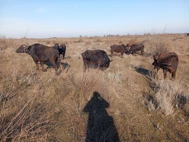 ucuz keci: Məhsul: Su camışı sürüsü boğaz çatmışlar. 9 heyvan 6 ana camis . 3 — 6