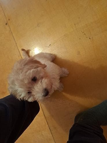 maltese terrier qiymeti: Pudel, 3 ay, Dişi — 3