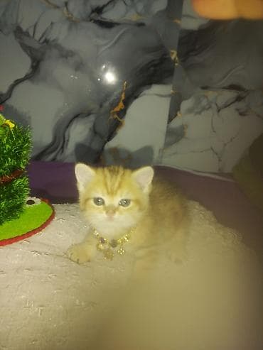 tovuz quwu: Britan — 8