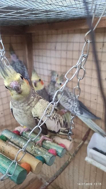 ev qus: Beşdene karella bir cüt ata ana üç balasi balalar 3 ayliqdi hamsi alan — 4