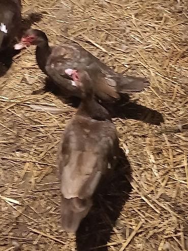 Balıqlar: Dişi, | Lal ördək, Ətlik, Ödənişli çatdırılma — 6