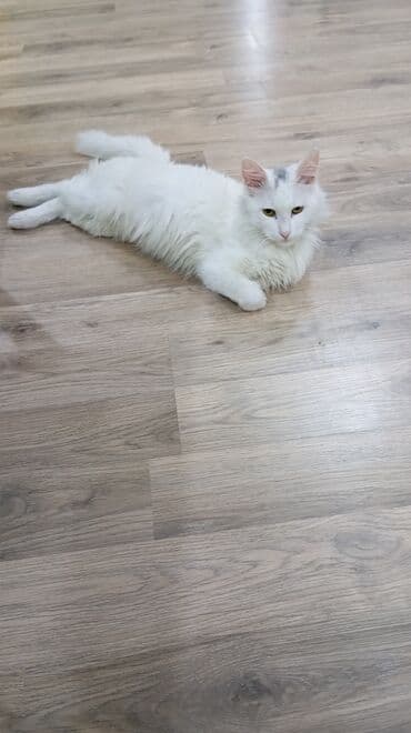 Türk anqora, Yaxşı əllərə