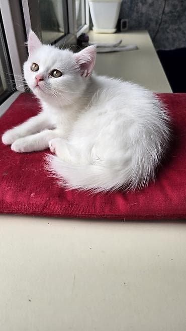 Gəmiricilər: 2 ayliq diwi yeni ailesini gozleyir — 1