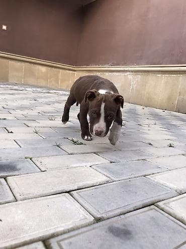 ucuz pisikler: Pitbul, 2 ay, Dişi, Peyvəndli, Rayonlara çatdırılma — 2