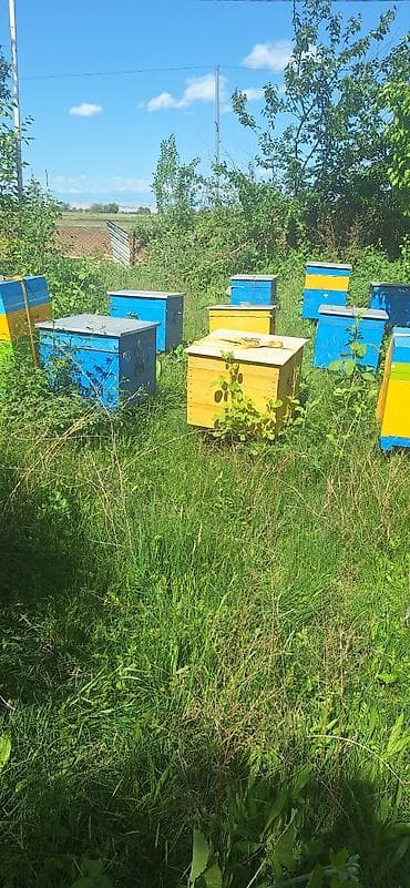 ucuz qoyun: Arıçılıq üçün hazır arı yeşikləri (kovanlar) - Taxta gövdəli, üstü — 8