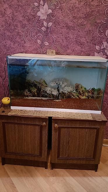akvarium satilir: Akvaryum komplekti en 60.uzun 40. dərinlik 30 isdeyen olsa endirim — 3