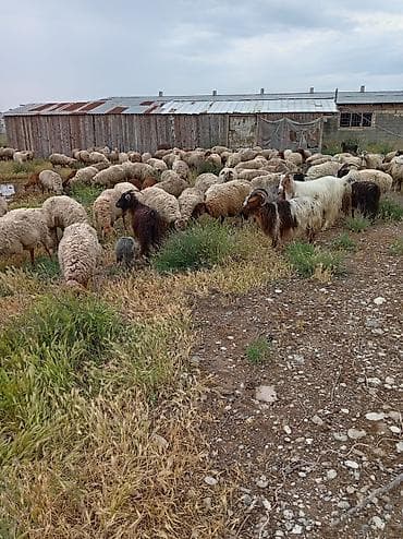 sud saqan: Öz saxladıqım heyvanlardı ləqv edirem deye satiram Real alıcıyla — 2