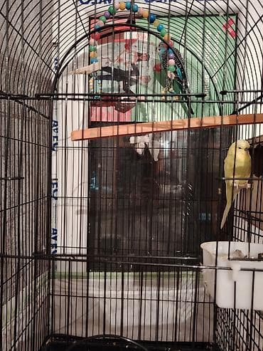 Gəmiricilər: Məhsul: Qəfəsli dalğıç papağanları (büdcər Təsvir: - Şaquli metal — 2