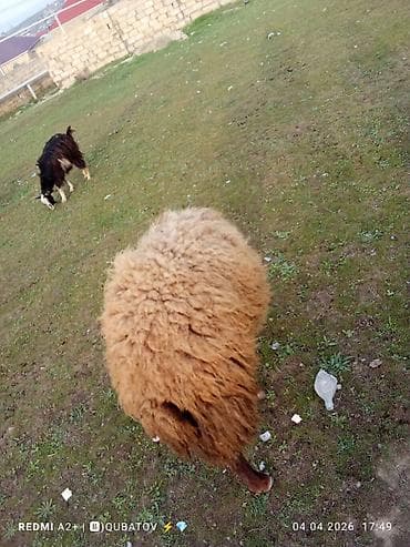 dovşan haqqında məlumat: Erkey toğulu satılır istəyən olsa yazsın video sun atım baxın real — 9