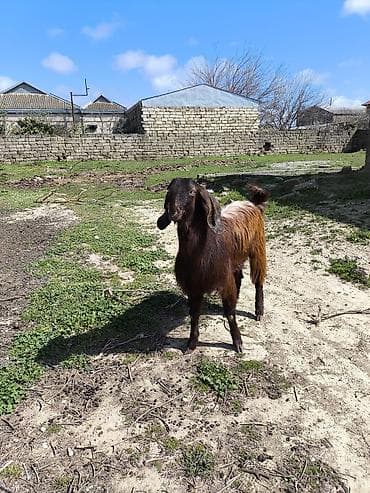 keci: Təmiz orginal hələb Təkəsi 1 illiydi real alıcılar əlaqə saxlasın boş — 4