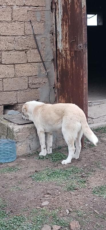 simmental danalarin satisi: Qurdbasar, 4 ay, Dişi, Peyvəndli, Ödənişli çatdırılma — 4