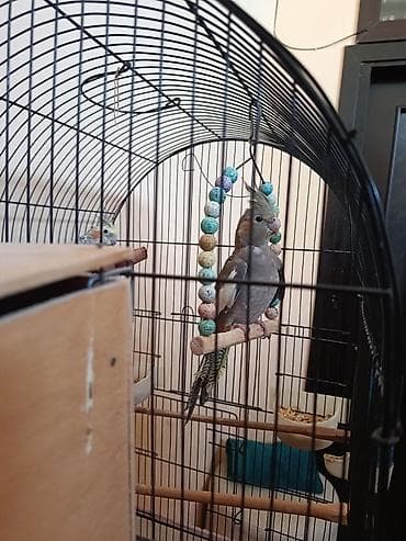 papuqay type 1: Kakadu nimfa (Cockatiel) quşları – qəfəs və aksesuarlarla birlikdə. - — 4