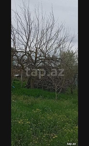 bine qesebesinde ev: Kənd təsərrüfatı, Makler, Kupça (Çıxarış) — 2