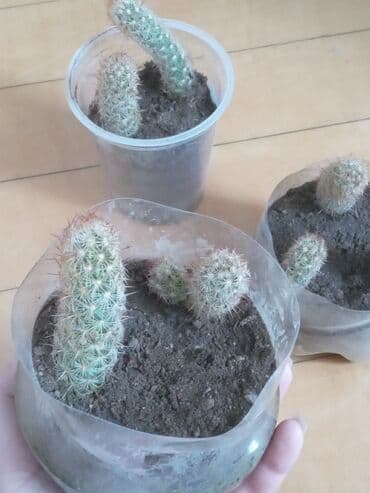 орхидея баку: Kaktus artirmasi,cicekde acir. xususi qulluq teleb etmir. 1 eded — 4