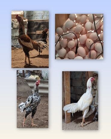 cuce satışı: Toyuq cücələri, Damazlıq, Ünvandan götürmə — 1