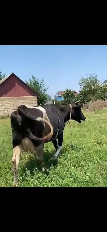 heyvanlar satışı: Satılır: inək buzovla - Növ: süd istiqamətli inək, yanında erkək/dişi — 7