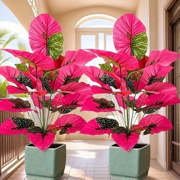 dekarativ guller: 🌸 İstədiyiniz dibçəyi, istədiyiniz ölçüdə yığırıq! 🏡 Evlər, ofislər — 16