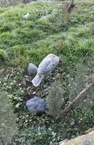 hinduska qiymeti: Dişi, Kanada, Yumurtalıq, Ödənişli çatdırılma — 5