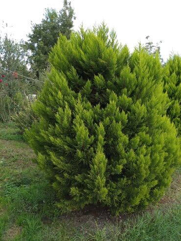 Грунт: Dekorativ Limon Rəngli Tuya Ağacı 5 ədəd qalıb. Şəkildə göründüyü kimi — 1