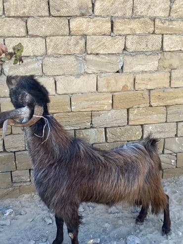 sanen keçi: Hələbdi safqan əsl saxlanmalı heyvandı, cavandı çox iri heyvandı başqa — 5