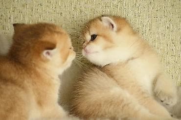 Птицы: Золотая шиншилла, Самец, Самка, Самовывоз — 2