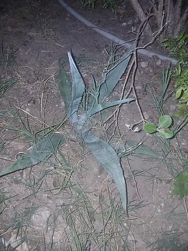 Agave americana – dekorativ sukulent - Bitki növü: Agave americana — 2