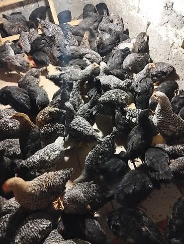 bakida pitbul satishi: Toyuq cücələri, Ətlik — 1