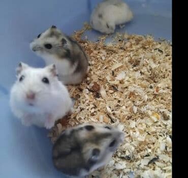 Məhsul: Cırtdan xomyaklar (hamster) Təsvir: - Kiçik ölçülü, evdə
