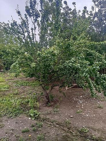 ev ve bag: 3 otaqlı, 150 kv. m, Kredit yoxdur, Orta təmir — 6