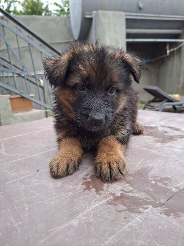 немецкие овчарки щенки купить: Немецкая овчарка — 2