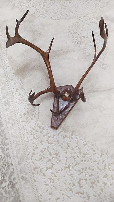 frez taxta: Divar üçün dekorativ buynuz kompozisiyası - Təbii maral — 2