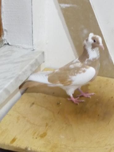 goyercin bazari: Sarı Nişan Maya 12 Tük Tutulma — 2