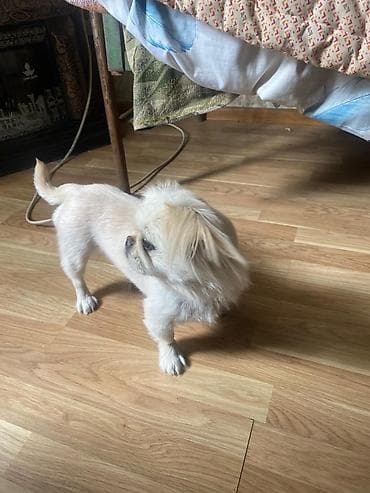 coban itleri: Pekines, 1 il, Dişi, Peyvəndli, Pulsuz çatdırılma — 3