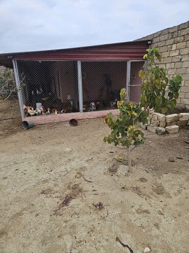 turkan kiraye heyet evleri: Bakı, Nardaran qəs., 82 kv. m, 3 otaqlı, İnternet — 8