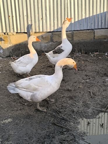 Inəklər, öküzlər: Məhsul: Qazlar (3 ədəd) Paket: şəkillərdə gördüyünüz 3 qaz birlikdə 1 — 1