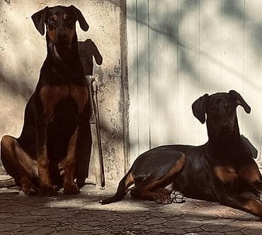 balaca quzu: Doberman, 1 ay — 7