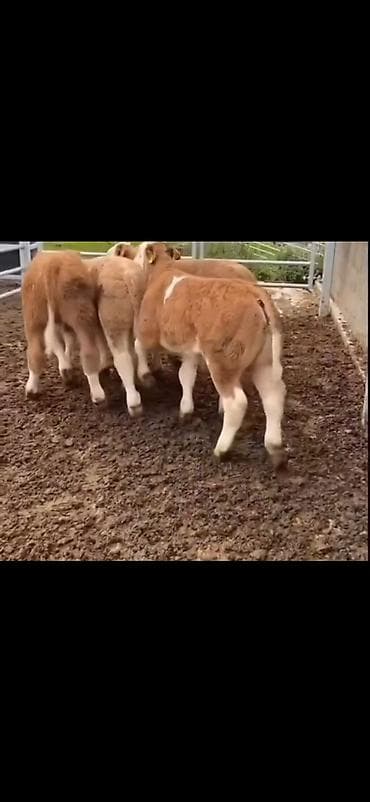 Məhsul: Dana balaları (ətlik istiqamət) Təsvir: - Şəkillərdə