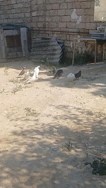 quş hini: Giyercinler tergizmedi. 8 denedi — 3