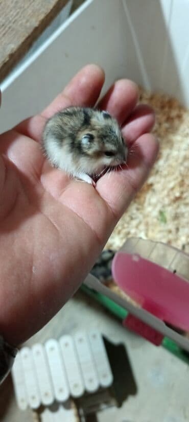 отдам котят в хорошие руки: Salam gördüyünüz cunqar hemsdırları sahipləndirilir kariçnivi ananın 4 — 10