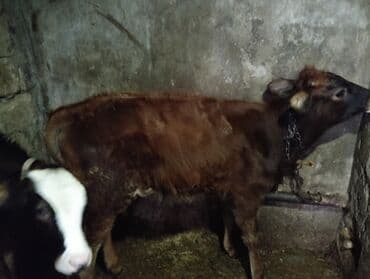 Satılır: 2 baş balalıq buzaq - Növ: qarışıq cins (qara-ağ alnı ağ lalafo.az -da Satılır: 2 baş balalıq buzaq - Növ: qarışıq cins (qara-ağ alnı ağ