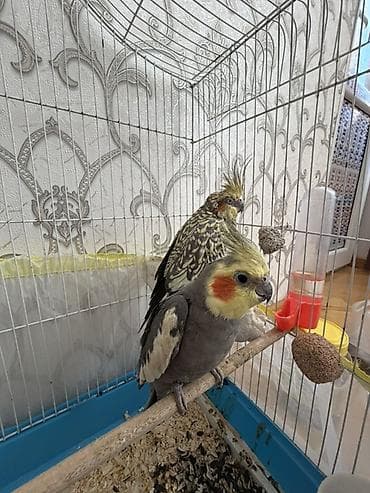 Qəfəslər: Nimfa (Cockatiel) cütü və qəfəs dəsti Məhsulun təsviri: - İki ədəd — 3