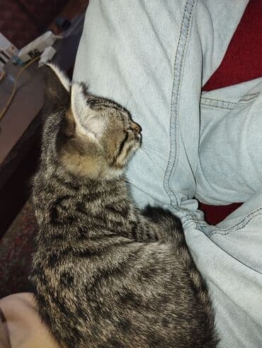 heyvanlara verilen xususi adlar: Erkək, Yaxşı əllərə, Ünvandan götürmə — 4