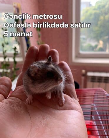 su donuzcuğu: Cırtdan hamster – Dwarf/Roborovski tipli Məhsul təsviri: - Kiçik — 1