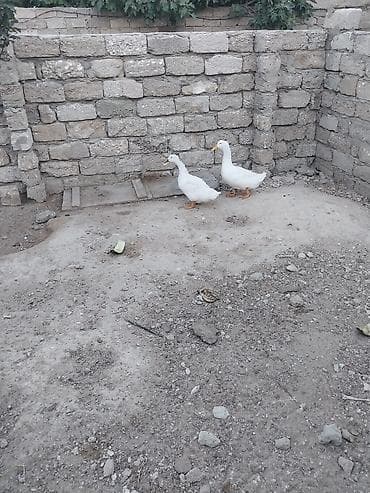 lavanda ördəyi: Pekin ördəkləri satılır.1 cüt — 1