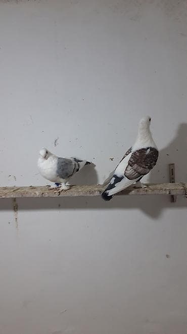 cex quşlar: Turk cinsleri hunkariler .3 cut bala veren yumurtaq quwlardi hal — 6
