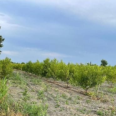 gəncədə həyət evləri: 44 sot, Biznes üçün, Kupça (Çıxarış) — 5