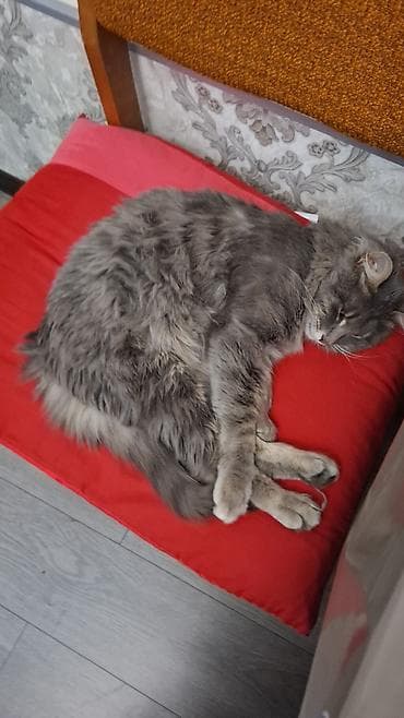 pişik qumu: Boz tüklü, uzun və yumşaq xəzə malik ev pişiyi. Orta–böyük ölçü, iri — 2